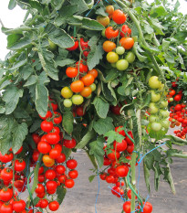 Rajče Gallant F1 - Solanum lycopersicum - semena rajčete - 10 ks